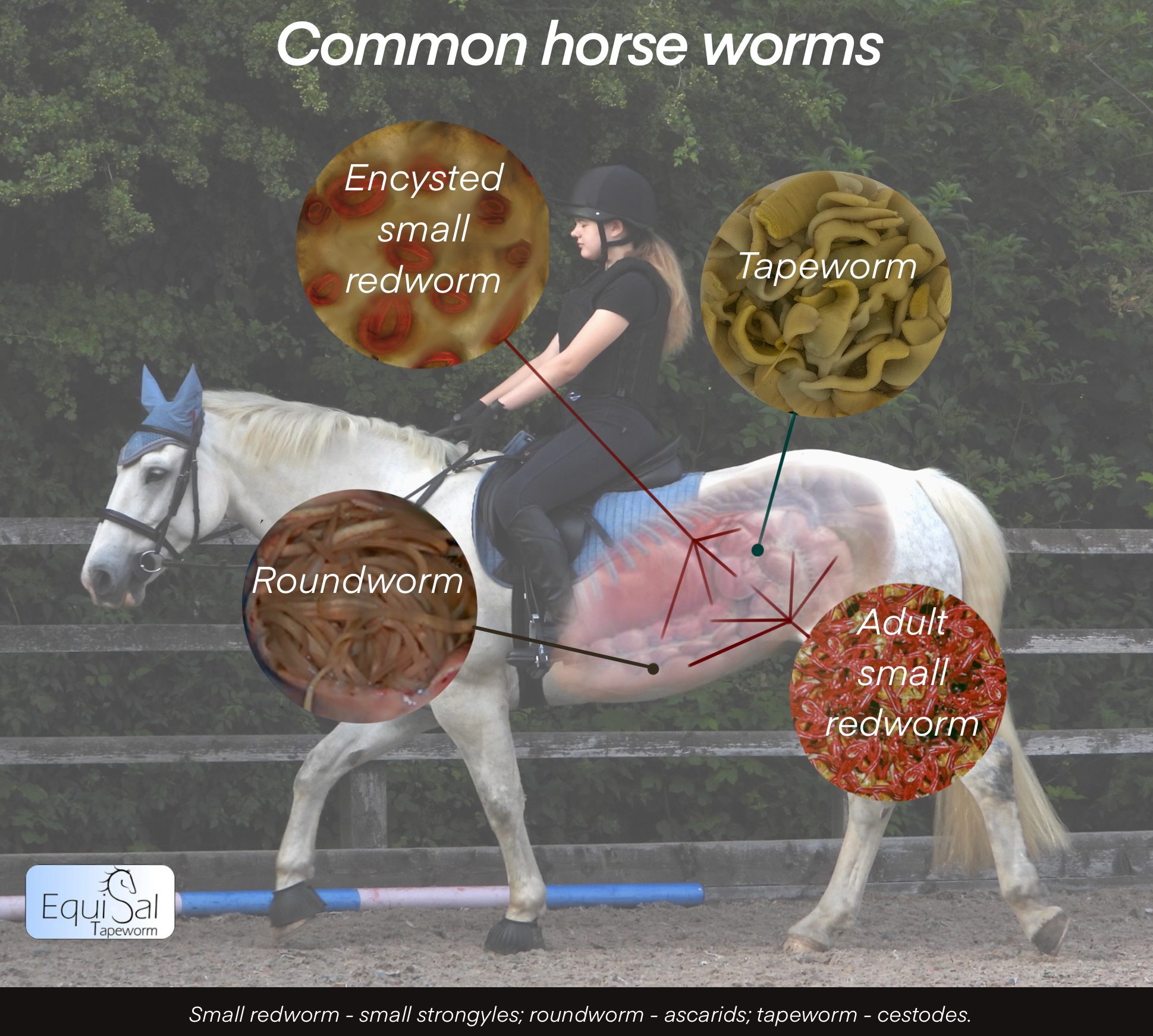 Common_horse_worms_Noble