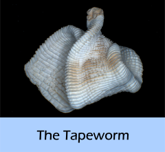 The_Tapeworm
