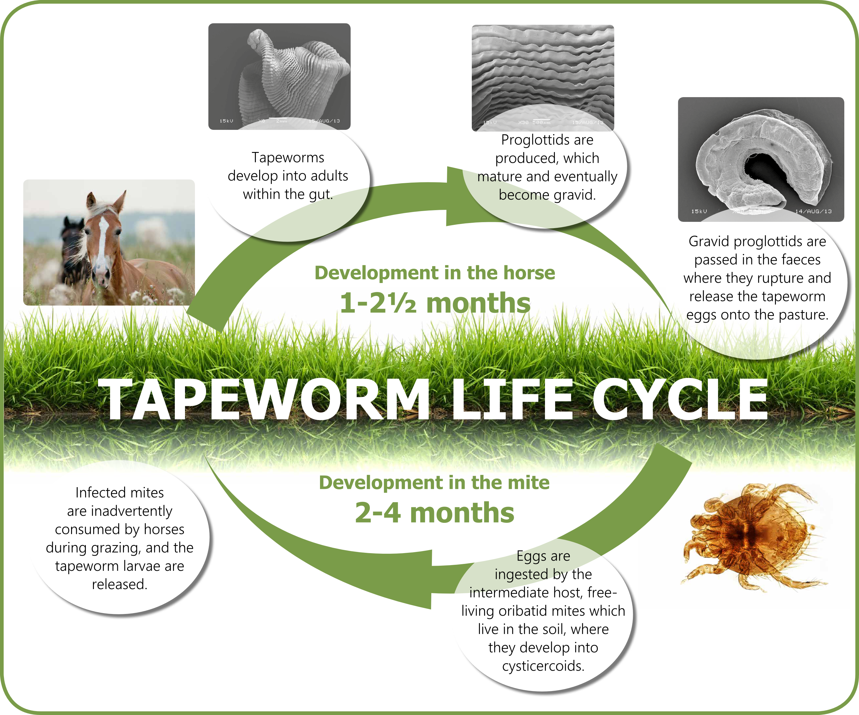 The Tapeworm Lifecycle - Equisal