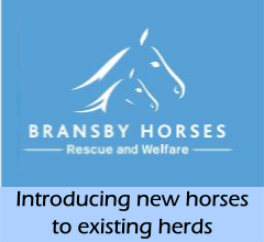 news-Bransby-new_horses