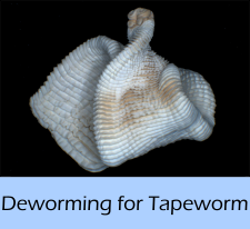 worming_for_tapeworm_a